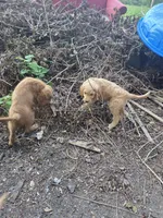Goldendoodle, a male Goldendoodle for sale in Junction City, WI – 2 of 2