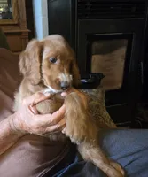 Goldendoodle, a male Goldendoodle for sale in Junction City, WI – 1 of 4