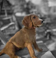 Honey, a female Goldendoodle for sale in Junction City, WI – 2 of 3