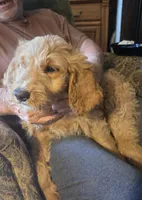 Goldendoodle, a male Goldendoodle for sale in Junction City, WI – 2 of 4