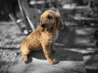 Buck, a male Goldendoodle for sale in Junction City, WI – 2 of 3