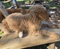 Sugar, a female Goldendoodle for sale in Junction City, WI – 3 of 3
