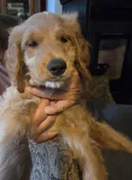 Goldendoodle, a male Goldendoodle for sale in Junction City, WI – 3 of 4