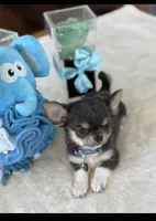 Kinky, a male Chihuahua for sale in Venice, FL – 6 of 6