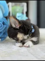 Kinky, a male Chihuahua for sale in Venice, FL – 2 of 6