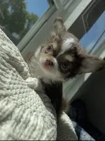 Charlie, a male Chihuahua for sale in Venice, FL – 6 of 6