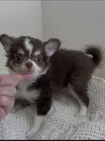 Charlie, a male Chihuahua for sale in Venice, FL – 5 of 6