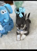 Kinky, a male Chihuahua for sale in Venice, FL – 4 of 6