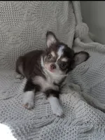 Charlie, a male Chihuahua for sale in Venice, FL – 4 of 6