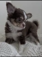 Charlie, a male Chihuahua for sale in Venice, FL – 3 of 6