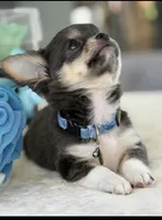 Kinky, a male Chihuahua for sale in Venice, FL – 3 of 6