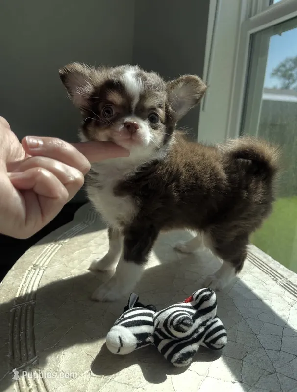 Charlie – Chihuahua puppy for sale in Venice, FL
