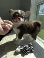 Charlie, a male Chihuahua for sale in Venice, FL – 1 of 6