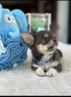 Kinky, a male Chihuahua for sale in Venice, FL – 1 of 6