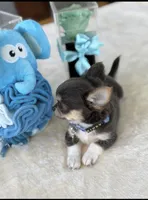 Kinky, a male Chihuahua for sale in Venice, FL – 5 of 6