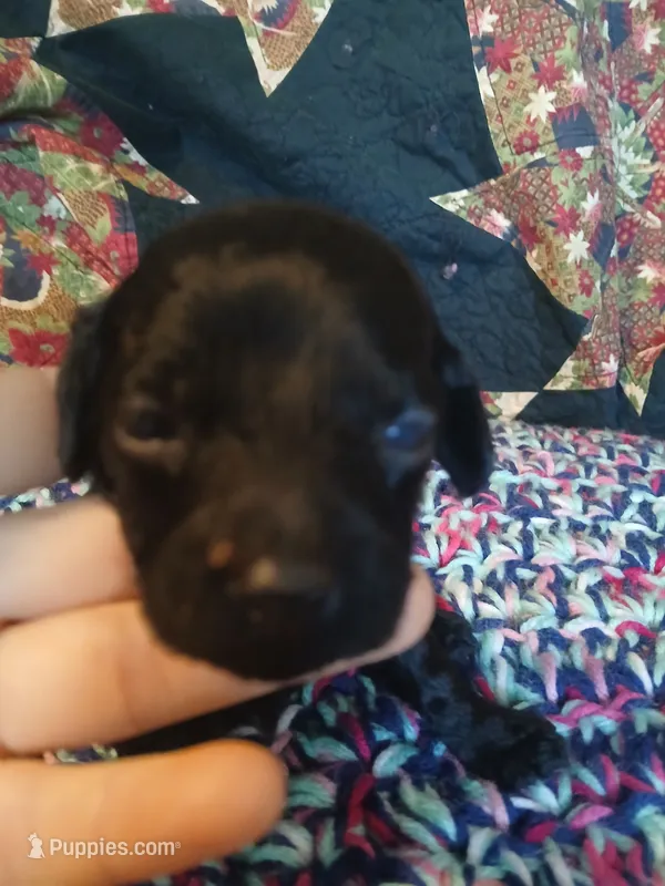 Kona – Maltipoo, Poodle - Toy  puppy for sale in Morganton, NC