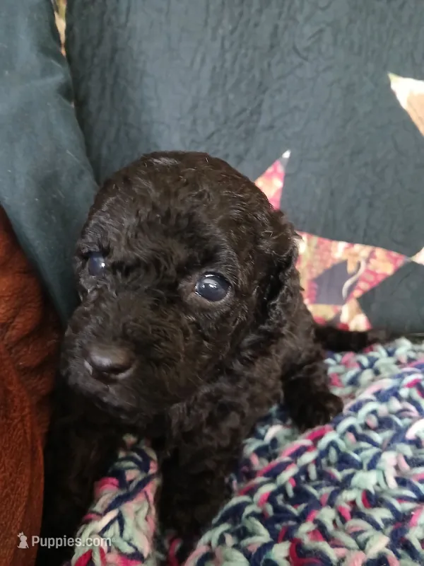 Macchiato – Maltipoo, Poodle - Toy  puppy for sale in Morganton, NC