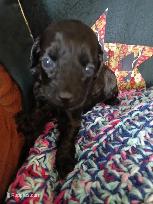 Kona – Maltipoo, Poodle - Toy  puppy for sale in Morganton, NC