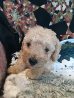 Latte, a male Maltipoo and Poodle - Toy  for sale in Morganton, NC – 2 of 4