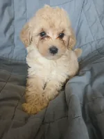 Frappuccino, a male Maltipoo and Poodle - Toy  for sale in Morganton, NC – 4 of 7
