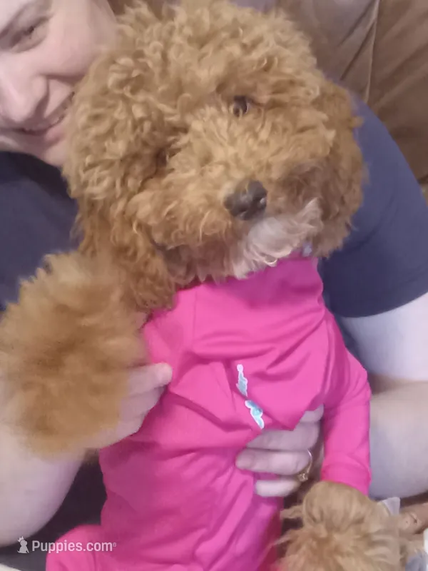 Bella – Maltipoo, Poodle - Miniature  puppy for sale in Morganton, NC