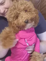 Bella, a female Maltipoo and Poodle - Miniature  for sale in Morganton, NC – 1 of 3