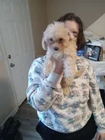 Stella, a female Maltipoo for sale in Morganton, NC – 5 of 5