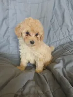Frappuccino, a male Maltipoo and Poodle - Toy  for sale in Morganton, NC – 2 of 7