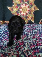 Espresso, a male Maltipoo and Poodle - Toy  for sale in Morganton, NC – 2 of 3