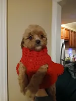 Anna, a female Maltipoo for sale in Morganton, NC – 5 of 7