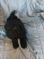 Cosmo, a male Maltipoo and Poodle - Toy  for sale in Morganton, NC – 5 of 9