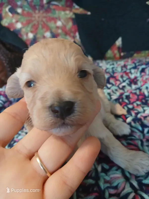 Frappuccino – Maltipoo, Poodle - Toy  puppy for sale in Morganton, NC
