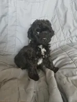 Oreo, a male Maltipoo and Poodle - Toy  for sale in Morganton, NC – 2 of 6