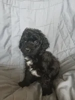 Oreo, a male Maltipoo and Poodle - Toy  for sale in Morganton, NC – 4 of 6