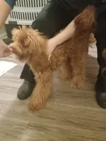 Bella, a female Maltipoo and Poodle - Miniature  for sale in Morganton, NC – 3 of 3