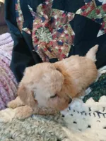 Latte, a male Maltipoo and Poodle - Toy  for sale in Morganton, NC – 4 of 4