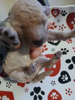 Latte, a male Maltipoo and Poodle - Toy  for sale in Morganton, NC – 2 of 6