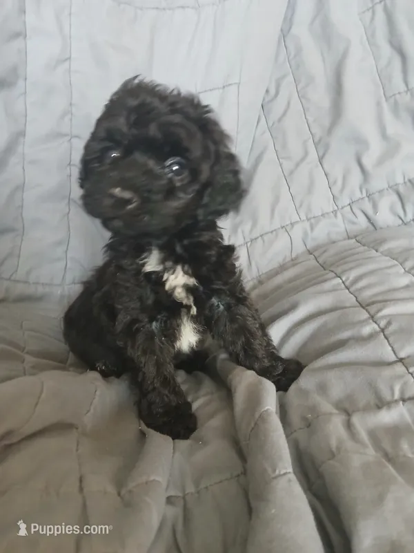 Mocha – Maltipoo, Poodle - Toy  puppy for sale in Morganton, NC