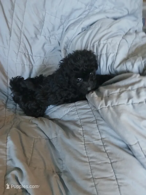 Cosmo – Maltipoo, Poodle - Toy  puppy for sale in Morganton, NC