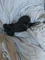 Cosmo, a male Maltipoo and Poodle - Toy  for sale in Morganton, NC – 3 of 9