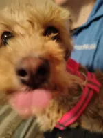 Anna, a female Maltipoo for sale in Morganton, NC – 3 of 7