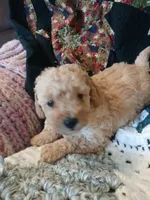 Latte, a male Maltipoo and Poodle - Toy  for sale in Morganton, NC – 3 of 4