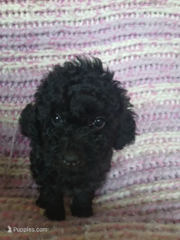 Macchiato – Maltipoo, Poodle - Toy  puppy for sale in Morganton, NC
