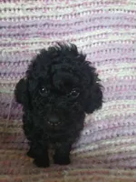 Macchiato, a female Maltipoo and Poodle - Toy  for sale in Morganton, NC – 1 of 5