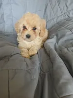 Frappuccino, a male Maltipoo and Poodle - Toy  for sale in Morganton, NC – 3 of 7