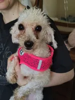 Stella, a female Maltipoo for sale in Morganton, NC – 1 of 5