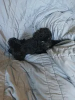Cosmo, a male Maltipoo and Poodle - Toy  for sale in Morganton, NC – 2 of 9