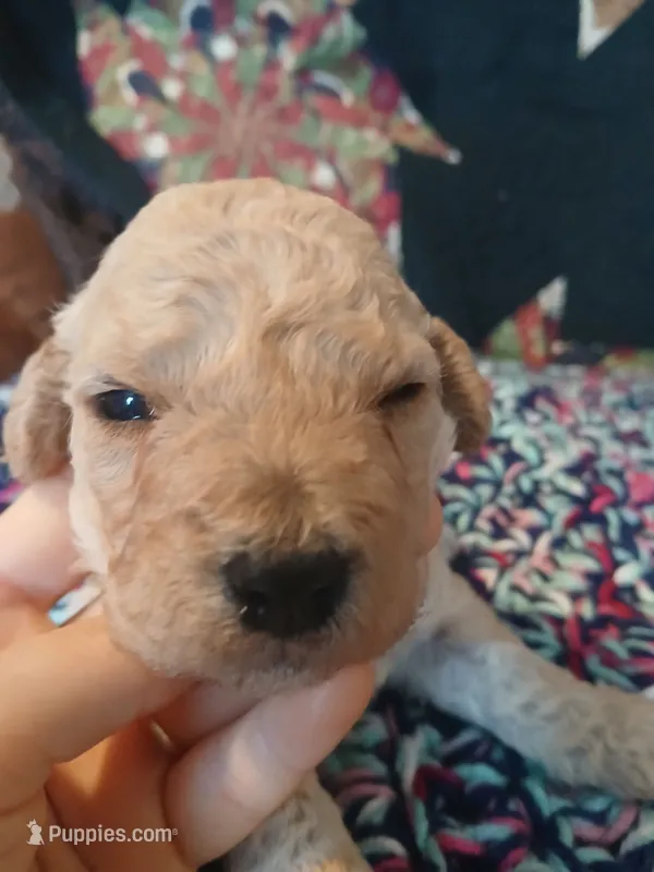 Latte – Maltipoo, Poodle - Toy  puppy for sale in Morganton, NC