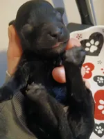 Macchiato, a female Maltipoo and Poodle - Toy  for sale in Morganton, NC – 6 of 6