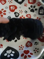 Macchiato, a female Maltipoo and Poodle - Toy  for sale in Morganton, NC – 2 of 6